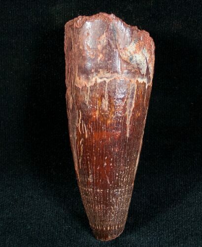 Spinosaurus Tooth - Big and Thick #7219